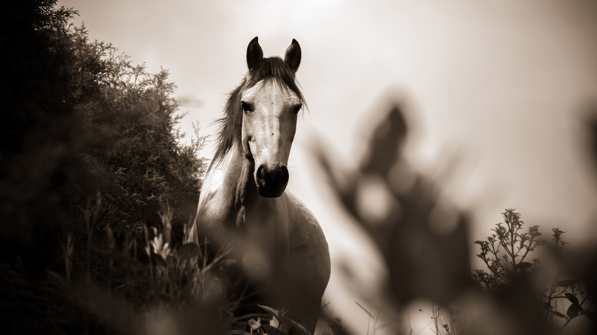 horse grayscale hy 1920x1080 1